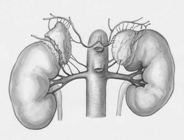 TCM for Kidney Stones in Singapore (2025)